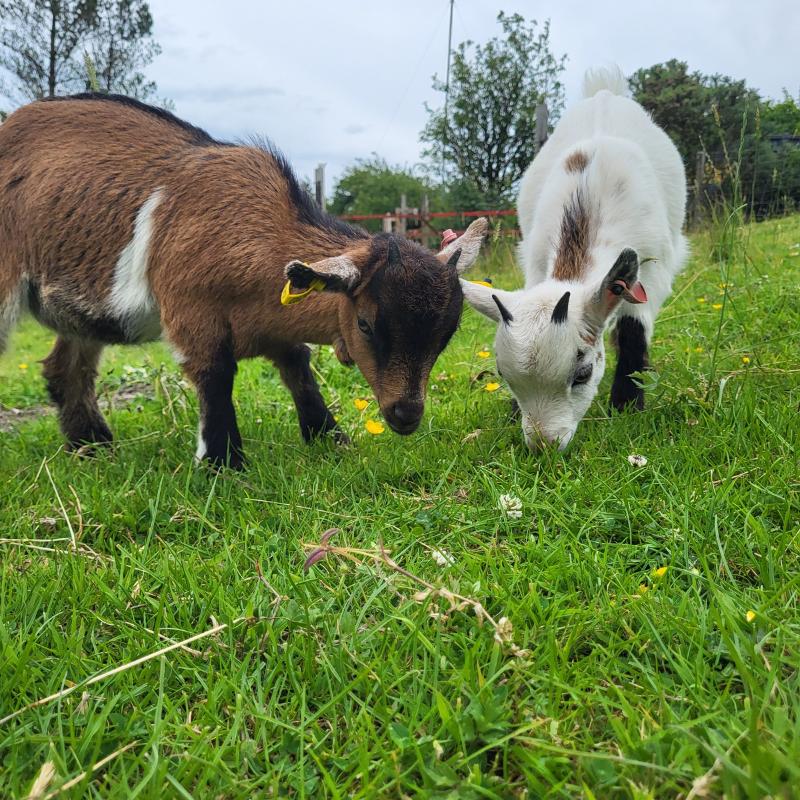 New Additions to our Glamping site!