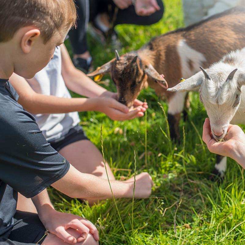 Animal days out in West Wales: A Guide for families and animal lovers